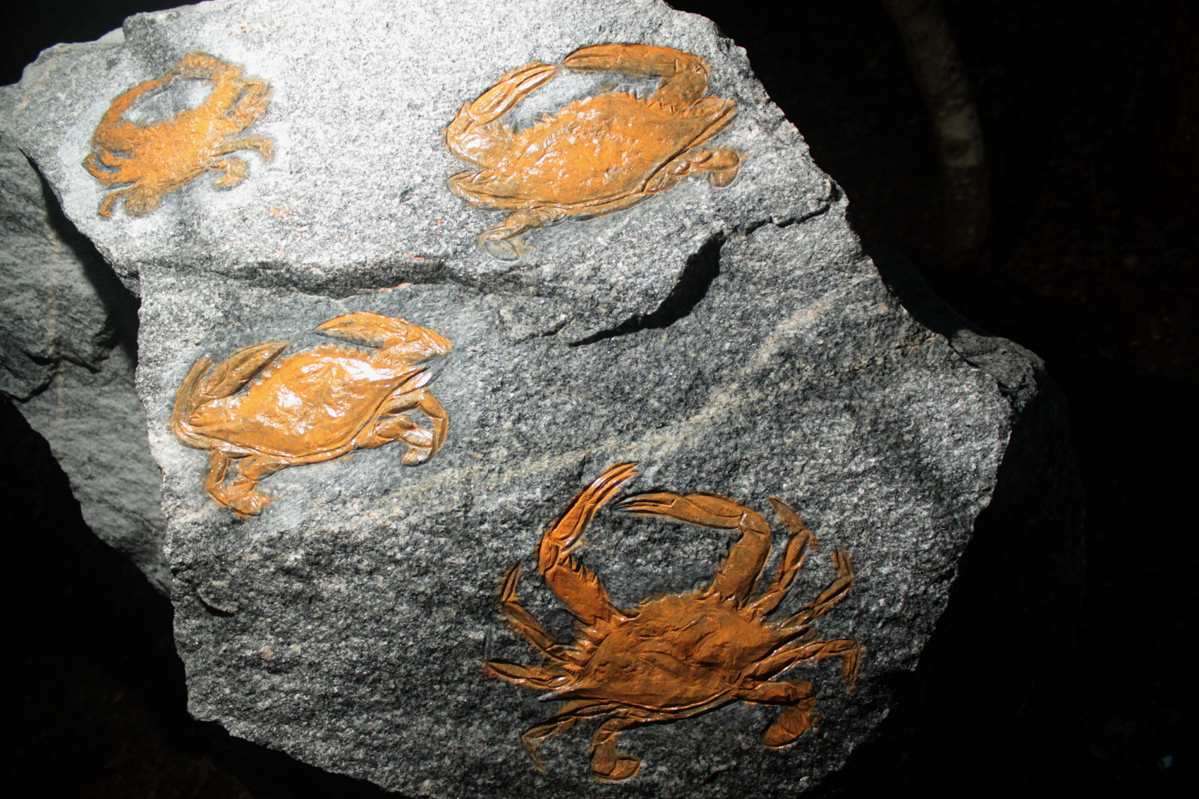 Crab petroglyph in progress painted with raw sienna. 